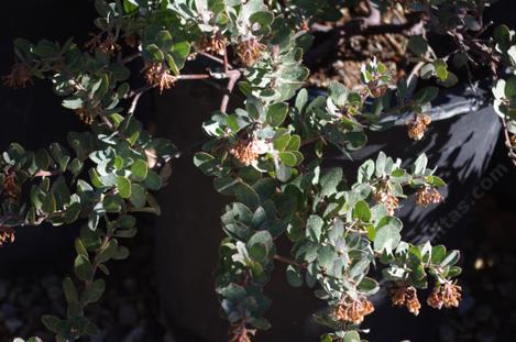 The flowers got frozen off of Arctostaphylos John Dourley. - grid24_12