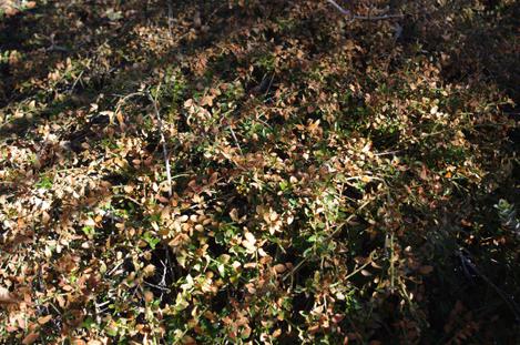 Ceanothus thrysiflorus repens got the leaves frozen off of it. - grid24_12