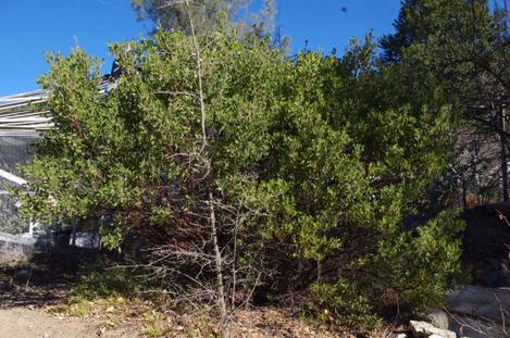 Arctostaphylos stanfordiana stanfordiana Zin Manzanita seemed to do fine. - grid24_12