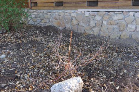 This Ceanothus was really nice without any water until this year. The drought set it back and the deer killed it. - grid24_12