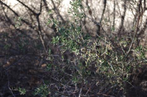  Pickeringia montana, Chaparral Pea doing very well after the drought and frost. AND the deer haven't bothered it. - grid24_12