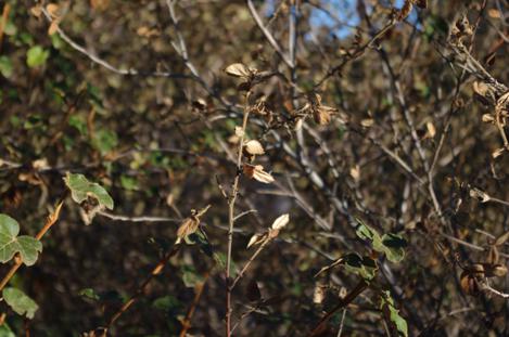 A Fremontia Pacific Sunset next to a Ceanothus tomentosus after the frost. The Ceanothus is fried, the Fremontia is fine. - grid24_12