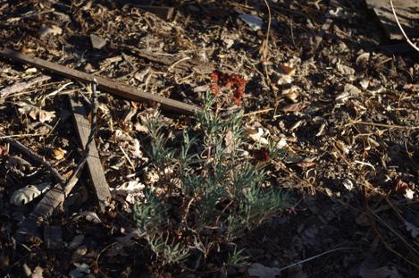 The Santa Cruz Buckwheat did fine in the ground, the pots got beat up though. - grid24_12