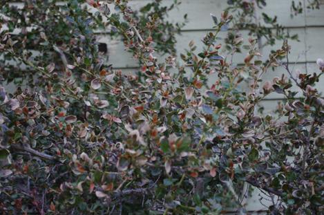 The front of the main building gets very cold, and hot. This Ceanothus Remote Blue has been there for about 15 years and done fine until this year. When we first moved out here in the late 70's I tried to grow an orange tree in this spot. Managed to keep it alive for a few years, but one year I covered it and put a sprinkler on it, made a 8 ft. cube of ice and it died. - grid24_12