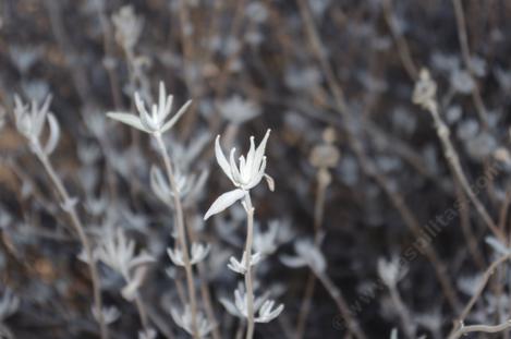 Purple Sage seems to be very drought tolerant and hardy. - grid24_12