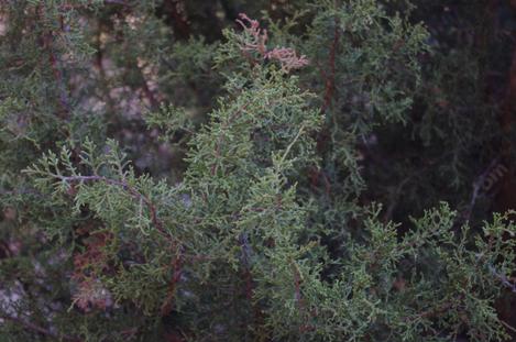Juniperus california seems to very at home with low rainfall and cold. - grid24_12
