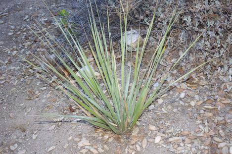  Nolina bigelovii, Beargrass did fine. We've lost it before to cold wet soil. - grid24_12