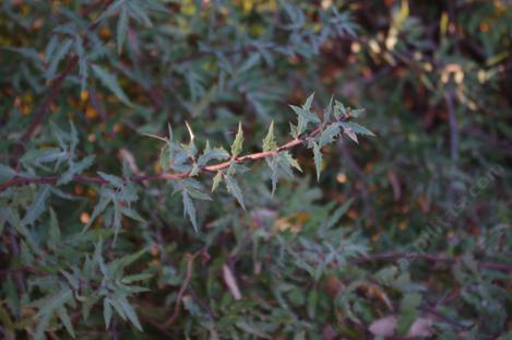 Mahonia nevinii seems to be very cold hardy and drought tolerant. - grid24_12