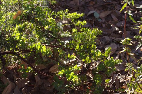 The Arctostaphylos purissima rarely sees frost in the wild, but showed no damage in our cold. - grid24_12