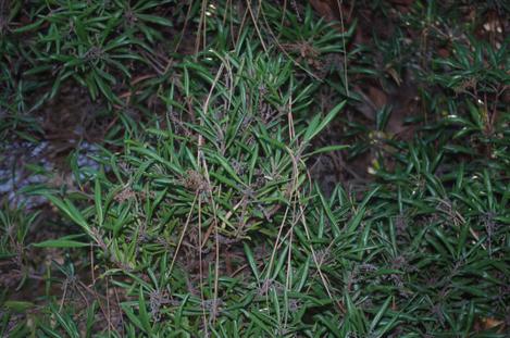  Comarostaphylis diversifolia, Summer Holly is another plant that should have froze out but did fine. - grid24_12