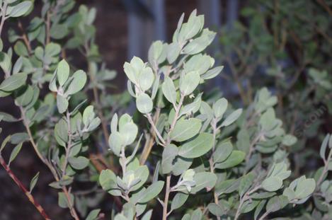 Arctostaphylos silvicola, Ghostly Manzanita did very well under the drought stress and handled the cold well. - grid24_12