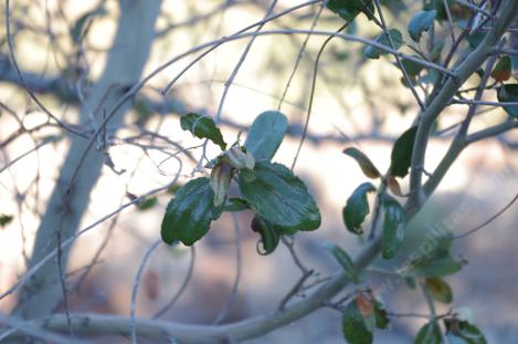  Ceanothus cyaneus, San Diego Mtn. Lilac felt the frost a little. - grid24_12