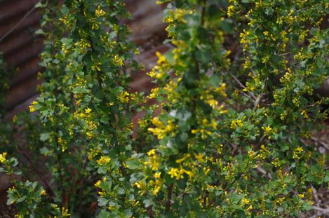  Golden Penny, Ribes aureum gracillimum, is a bigger and better Golden Currant. - grid24_12