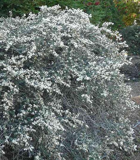 This was a thirty or so year old Ceanothus Snowball that was on drip for much of it's life and still alive. A little mangy (probably from the drip), but still alive and acceptable looking. - grid24_12