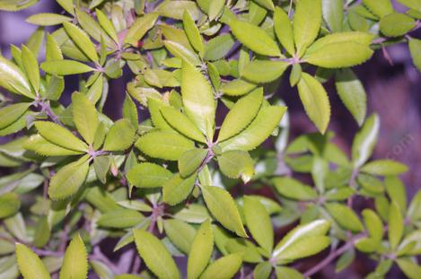 The leaves of Comarostaphylis diversifolia planifolia are rather flat not rolled.  - grid24_12