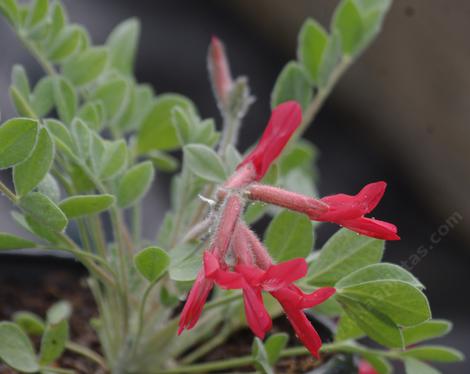 Scarlet Milkvetch and Scarlet Locoweed, Astragalus coccineus - grid24_12