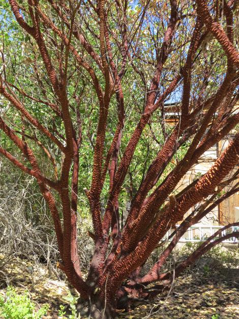  Arctostaphylos stanfordiana stanfordiana, Zin Manzanita, named by the founder of Las Pilitas Nursery for his Burmese son-in-law Zin. - grid24_12