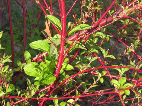 Cornus californica, California dogwood in the spring.  - grid24_12