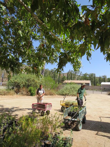 Val and Ian unloading native plants from the truck in Escondido. - grid24_12