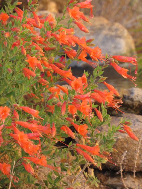 This fuchsia selection was named by Bert Wilson, founder of Las Pilitas Nursery, after his daughter Penny. I'm a little intense..... - grid24_12