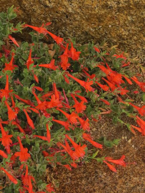 Zauschneria latifolia viscosa Arcitc cirlce is a high elevation California fuchsia.  - grid24_12