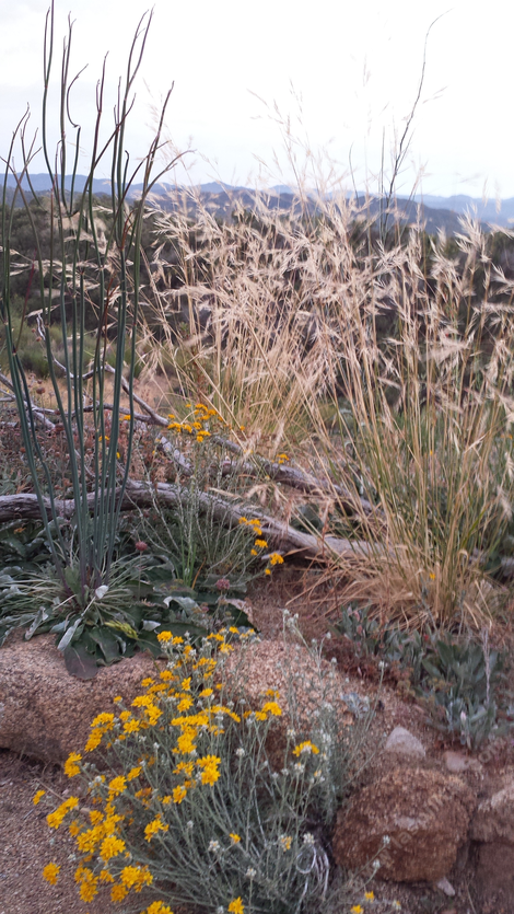 Stipa pulchra with Eriophyllum confertiflorum and Eriogonum sp. - grid24_12