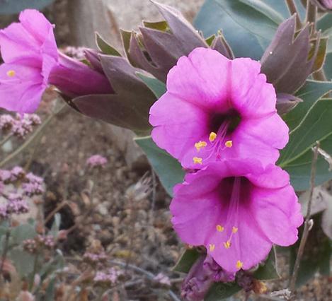 Mirabilis multiflora flowering in May. - grid24_12