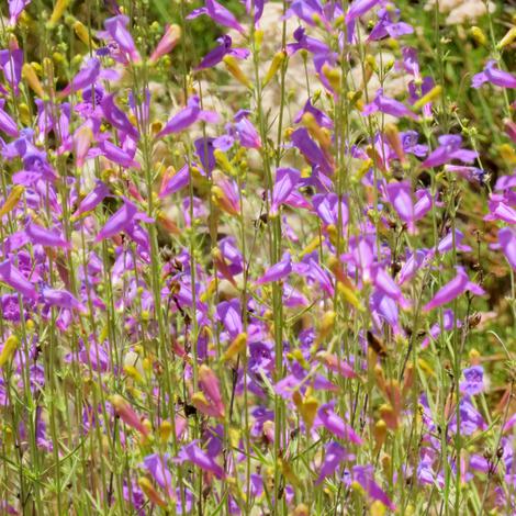 Penstemon heterophyllus, Foothill Penstemon  - grid24_12