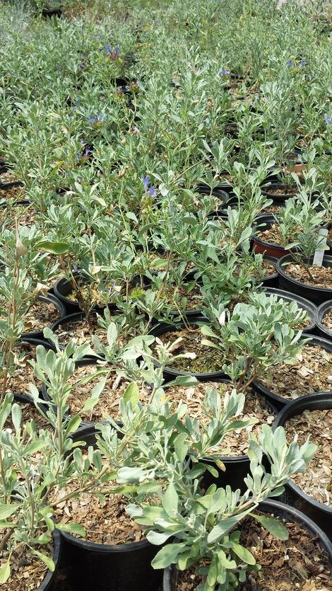 Salvia `Celestial Blue` growing in gallon containers at the nursery in late July, 2016. - grid24_12