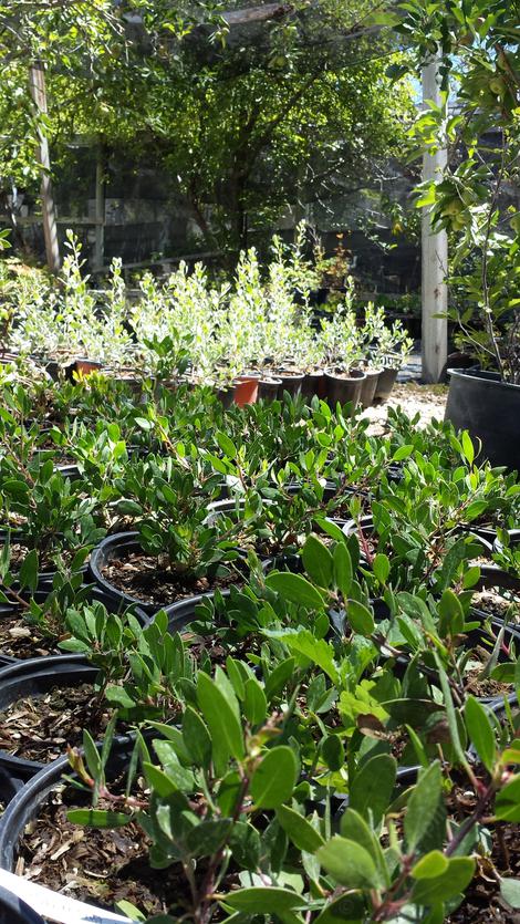 Ghostly and Harmony manzanita growing in gallon containers during Summer 2016.  Photobomb courtesy of Apple tree. - grid24_12