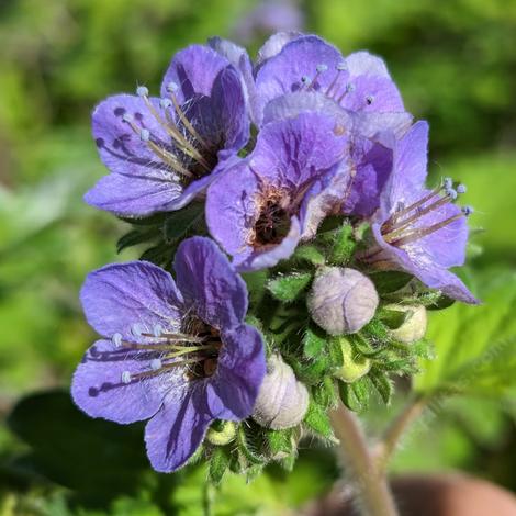 Close up of phacelia bolanderi's flower. - grid24_12