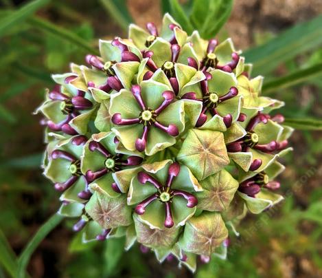 Antelope Horns, Asclepias asperula, flower. - grid24_12