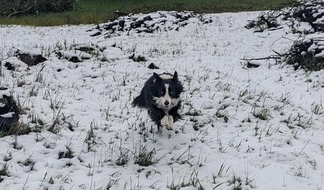 Stella playing in the snow closeup. - grid24_12