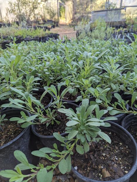 Salvia growing in containers. - grid24_12