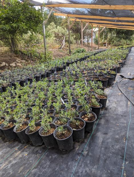 Gallons growing in shade house. - grid24_12