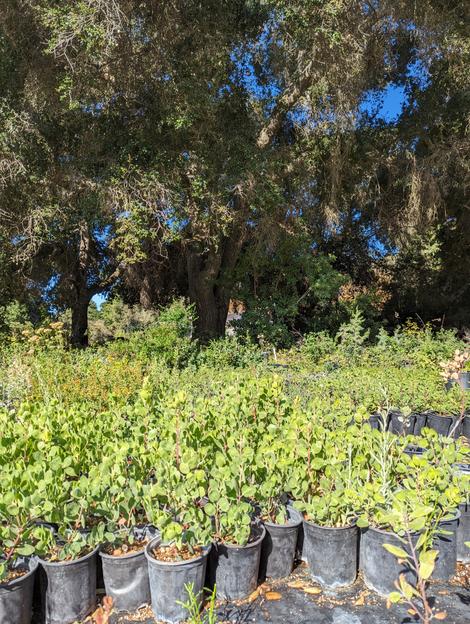 Arctostaphylos growing under shade of Oak trees. - grid24_12