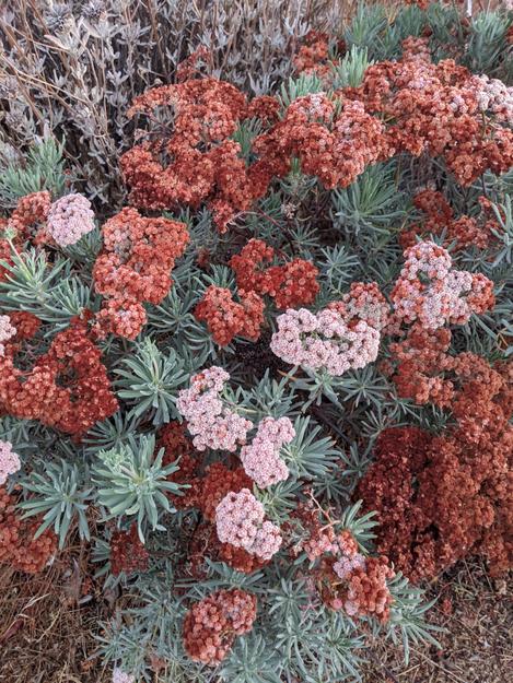 Santa Cruz Island buckwheat, Eriogonum arborescence flowers turning brown. - grid24_12