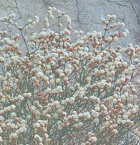 Eriogonum heermannii, Heerman Buckwheat with it's reddish white flowers. - grid24_12