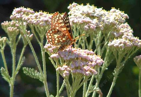 Variable Checkerspot butterfly on a pink Yarrow. - grid24_12