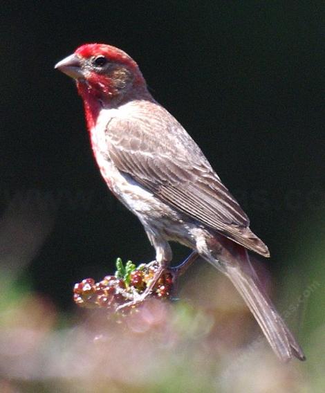 A male House Finch - grid24_12