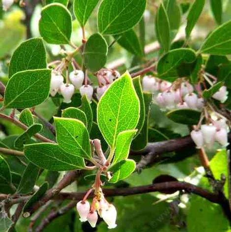 Arctostaphylos hookeri, Wayside manzanita, this manzanita works great in beach sand near the coast. But we've used it in heavy clay on drip and the plants lived. (At least long enough for us to get off the project.) Amazing! - grid24_12