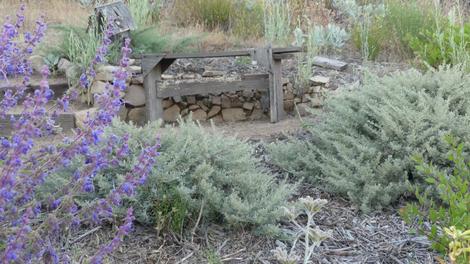 Artemisia californica 'Montara - grid24_12