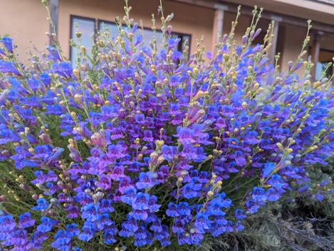 Penstemon heterophyllus 'Margarita BOP'  - grid24_12