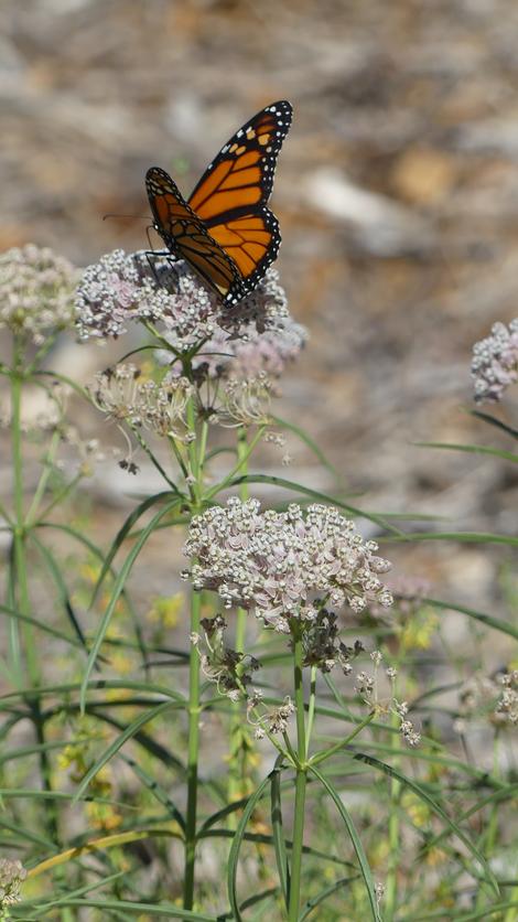 Monarch Butterfly, Danaus plexippus, on a Narrow-Leaf Milkweed flower. - grid24_12