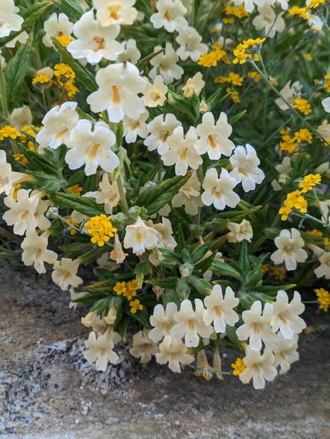 Diplacus longiflorus  - grid24_12