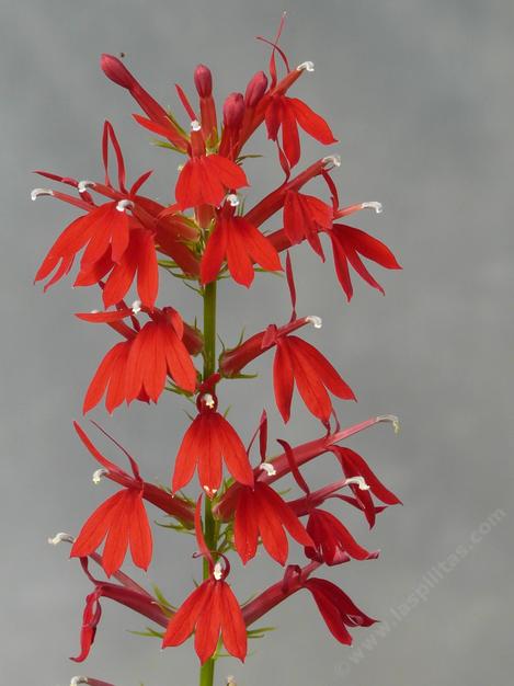 Lobelia cardinalis - grid24_12