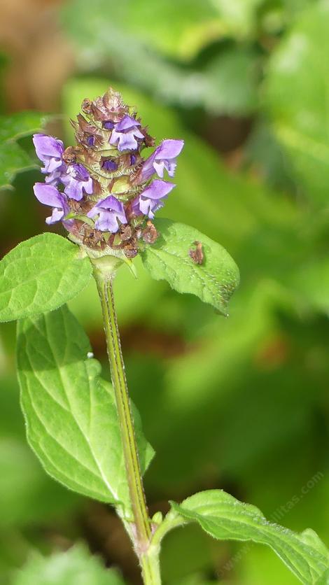 Lance Leaf Self Heal
Prunella vulgaris var. lanceolata - grid24_12