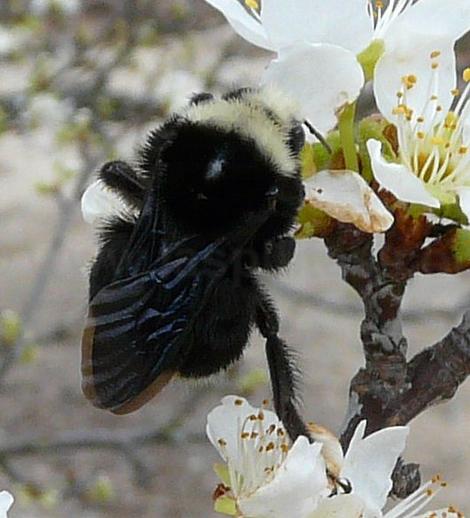 Bombus vosnesenskii bumblebee on a plum flowers, this one is probably a queen. - grid24_12