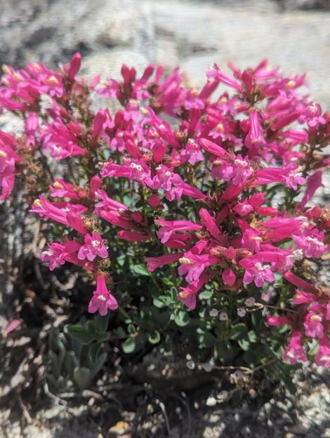 Penstemon newberryi,
Mountain Pride has stunning pink flowers. - grid24_12