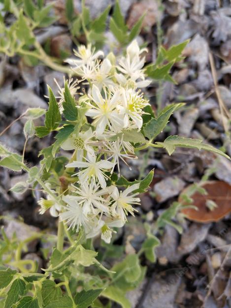 Virgin's Bower
Clematis ligusticifolia - grid24_12